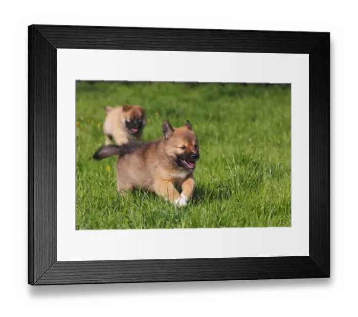 Framed Print : Running puppies, Icelandic Sheepdogs -Canis lupus familiaris- Framed Print : Running puppies, Icelandic Sheepdogs -Canis lupus familiaris-