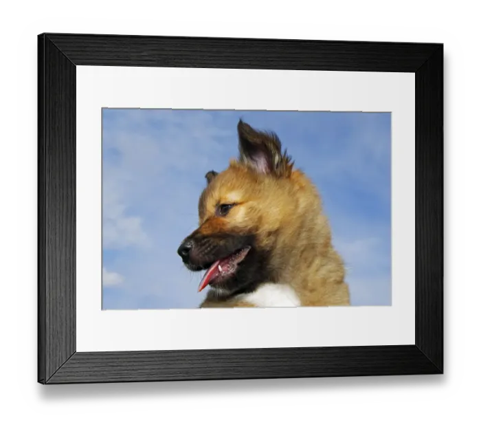 Framed Print : Puppy, Icelandic Sheepdog -Canis lupus familiaris- Framed Print : Puppy, Icelandic Sheepdog -Canis lupus familiaris-