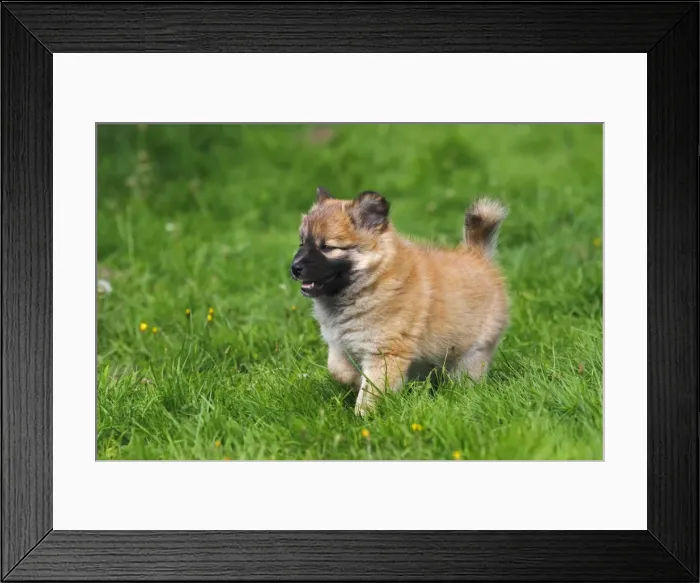 Framed Print : Puppy, Icelandic Sheepdog -Canis lupus familiaris- Framed Print : Puppy, Icelandic Sheepdog -Canis lupus familiaris-