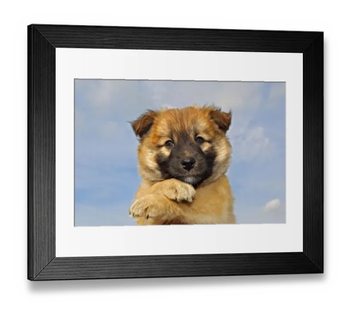 Framed Print : Puppy, Icelandic Sheepdog -Canis lupus familiaris- Framed Print : Puppy, Icelandic Sheepdog -Canis lupus familiaris-