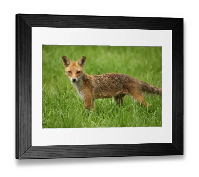 Framed Print : Red Fox -Vulpes vulpes-, young fox, three months, Allgaeu, Bavaria, Germany, Europe Framed Print : Red Fox -Vulpes vulpes-, young fox, three months, Allgaeu, Bavaria, Germany, Europe