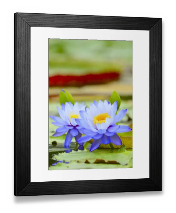 Framed Print : Giant Water Lilies -Nymphaea gigantea-, lily pond, Baden-Wuerttemberg, Germany, Europe Framed Print : Giant Water Lilies -Nymphaea gigantea-, lily pond, Baden-Wuerttemberg, Germany, Europe