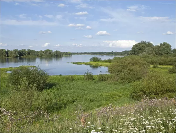 Elbe River near Hitzacker, Elbhoehen-Wendland Nature Park, Lower Saxony, Germany, Europe