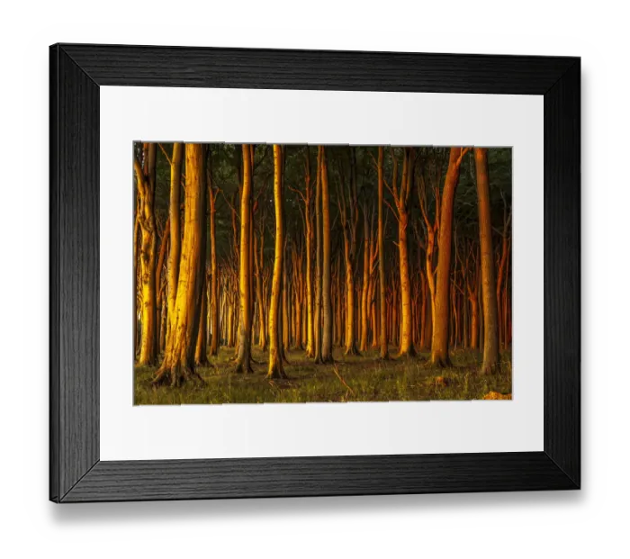 Framed Print : Beech forest in evening light, ghost forest, Nienhagen, Mecklenburg-Western Pomerania, Germany Framed Print : Beech forest in evening light, ghost forest, Nienhagen, Mecklenburg-Western Pomerania, Germany