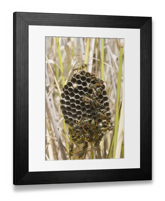 Framed Print : Nest of European Paper Wasp -Polistes dominula-, Tuscany, Italy, Europe Framed Print : Nest of European Paper Wasp -Polistes dominula-, Tuscany, Italy, Europe