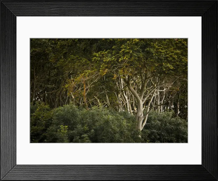 Framed Print : Beech forest, ghost forest, Nienhagen, Mecklenburg-Western Pomerania, Germany Framed Print : Beech forest, ghost forest, Nienhagen, Mecklenburg-Western Pomerania, Germany
