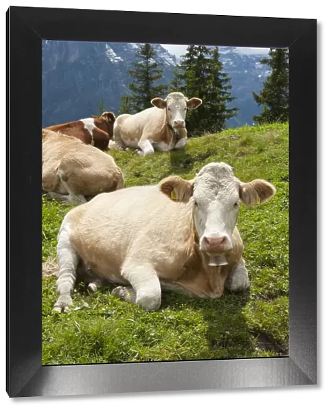 Ruminating cows -Bos primigenius taurus-, traditional farming, mountain farming, green pasture, Schwarzwaldalp near Grindelwald, Bernese Oberland, Canton of Bern, Alps, Switzerland, Europe