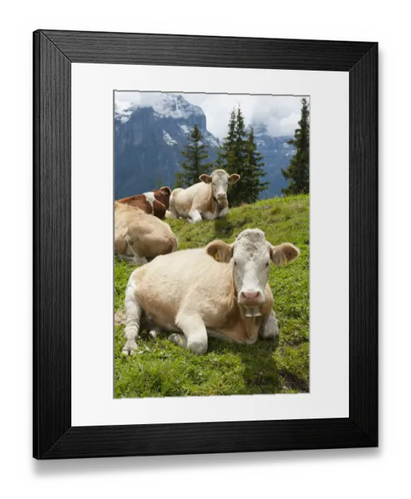 Framed Print : Ruminating cows -Bos primigenius taurus-, traditional farming, mountain farming, green pasture, Schwarzwaldalp near Grindelwald, Bernese Oberland, Canton of Bern, Alps, Switzerland, Europe Framed Print : Ruminating cows -Bos primigenius taurus-, traditional farming, mountain farming, green pasture, Schwarzwaldalp near Grindelwald, Bernese Oberland, Canton of Bern, Alps, Switzerland, Europe