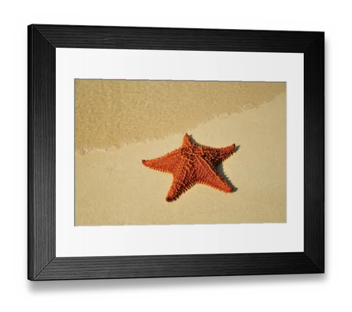 Framed Print : Red cushion sea star -Oreaster reticulatus-, protected species, Playa Ancon beach, near Trinidad, Cuba, Caribbean Framed Print : Red cushion sea star -Oreaster reticulatus-, protected species, Playa Ancon beach, near Trinidad, Cuba, Caribbean