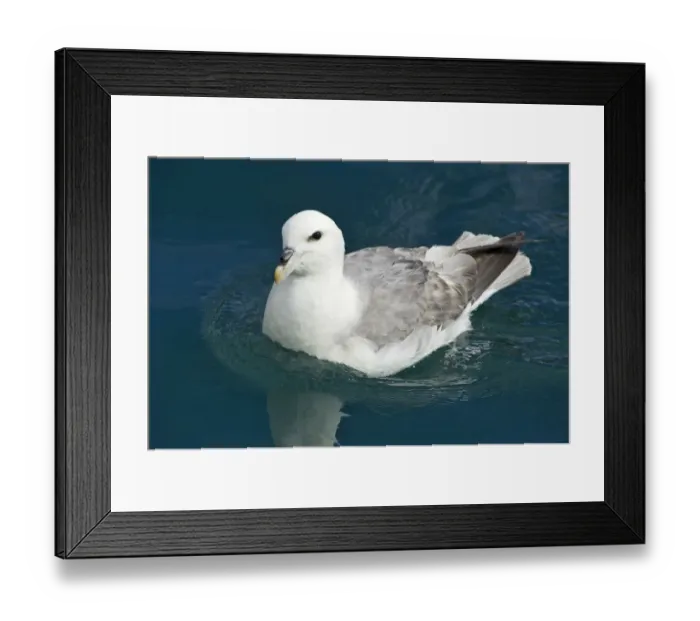 Framed Print : Northern Fulmar or Arctic Fulmar -Fulmarus glacialis-, Grundarfjoerour, Snaefellsnes, Snaefellsness, Iceland, Europe Framed Print : Northern Fulmar or Arctic Fulmar -Fulmarus glacialis-, Grundarfjoerour, Snaefellsnes, Snaefellsness, Iceland, Europe