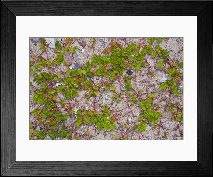 Framed Print : Cinquefoil -Potentilla sp. - on a wall