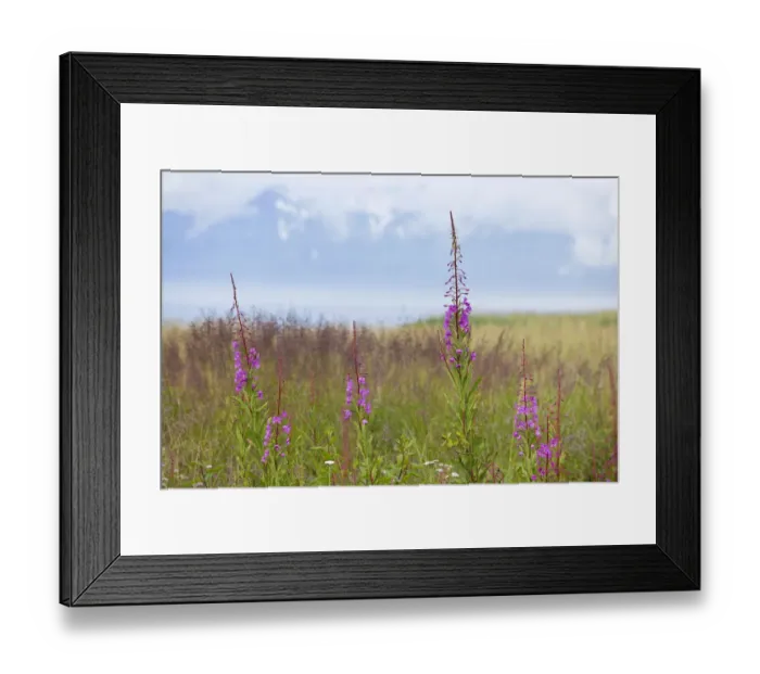 Framed Print : Fireweed or Great Willow-herb -Chamerion angustifolium-, national flower of Alaska, USA, North America Framed Print : Fireweed or Great Willow-herb -Chamerion angustifolium-, national flower of Alaska, USA, North America