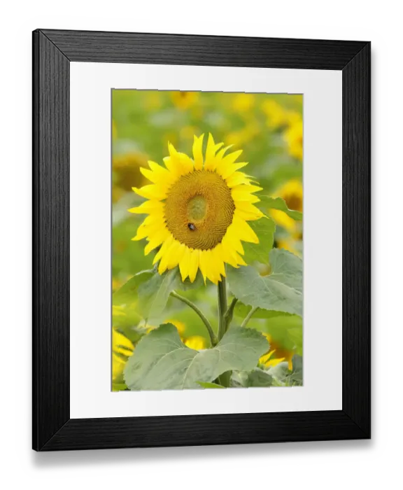 Framed Print : Sunflower -Helianthus annuus- in a sunflower field near Leipzig, Saxony, Germany, Europe Framed Print : Sunflower -Helianthus annuus- in a sunflower field near Leipzig, Saxony, Germany, Europe