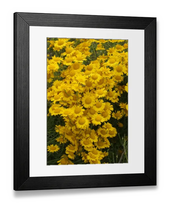 Framed Print : Golden Marguerite or Yellow Chamomile -Anthemis tinctoria-, Allgaeu, Bavaria, Germany, Europe Framed Print : Golden Marguerite or Yellow Chamomile -Anthemis tinctoria-, Allgaeu, Bavaria, Germany, Europe