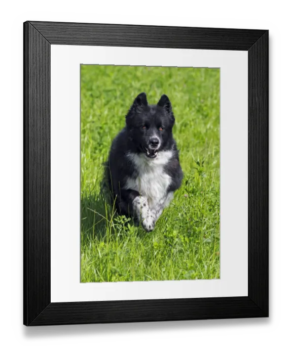 Framed Print : Dog -Canis lupus familiaris-, male, cross-breed, running through meadow Framed Print : Dog -Canis lupus familiaris-, male, cross-breed, running through meadow