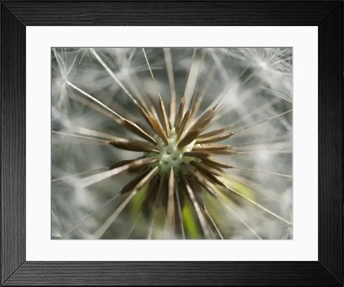 Framed Print : Dandelion clock, blowball -Taraxacum-, Buoir or Faskruosfjoerour, Snaefellsnes, Snaefellsness, Iceland, Europe Framed Print : Dandelion clock, blowball -Taraxacum-, Buoir or Faskruosfjoerour, Snaefellsnes, Snaefellsness, Iceland, Europe