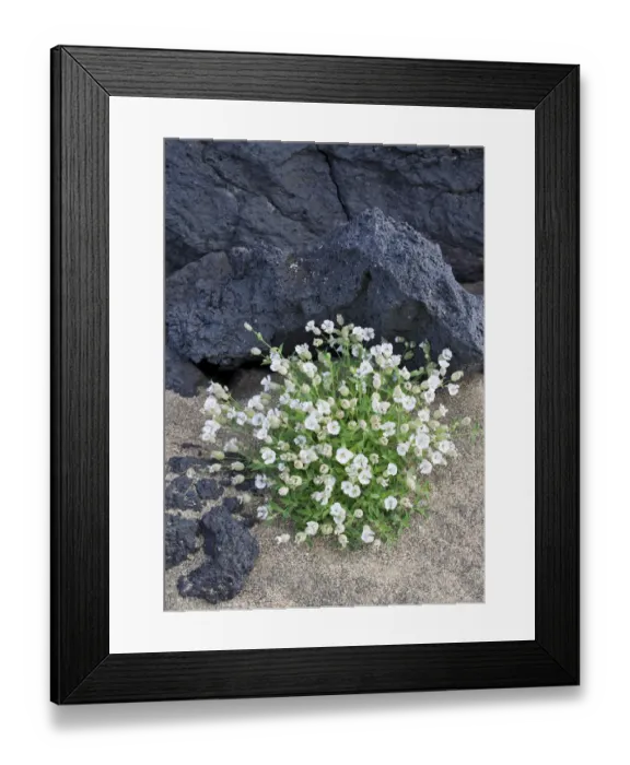 Framed Print : Sea Campion -Silene uniflora Roth-, Buoir or Faskruosfjoerour, Snaefellsnes, Snaefellsness, Iceland, Europe Framed Print : Sea Campion -Silene uniflora Roth-, Buoir or Faskruosfjoerour, Snaefellsnes, Snaefellsness, Iceland, Europe