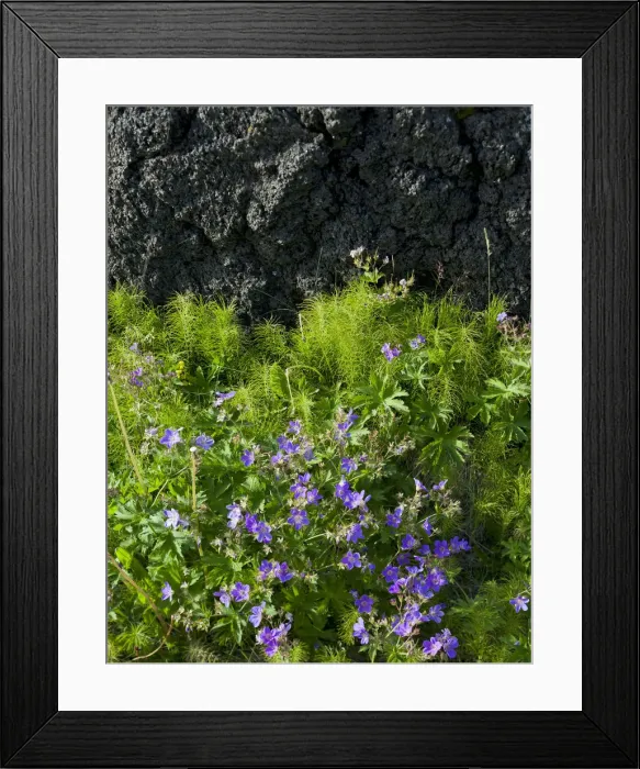 Framed Print : Meadow Cranesbill -Geranium pratense-, Buoir or Faskruosfjoerour, Snaefellsnes, Snaefellsness, Iceland, Europe Framed Print : Meadow Cranesbill -Geranium pratense-, Buoir or Faskruosfjoerour, Snaefellsnes, Snaefellsness, Iceland, Europe