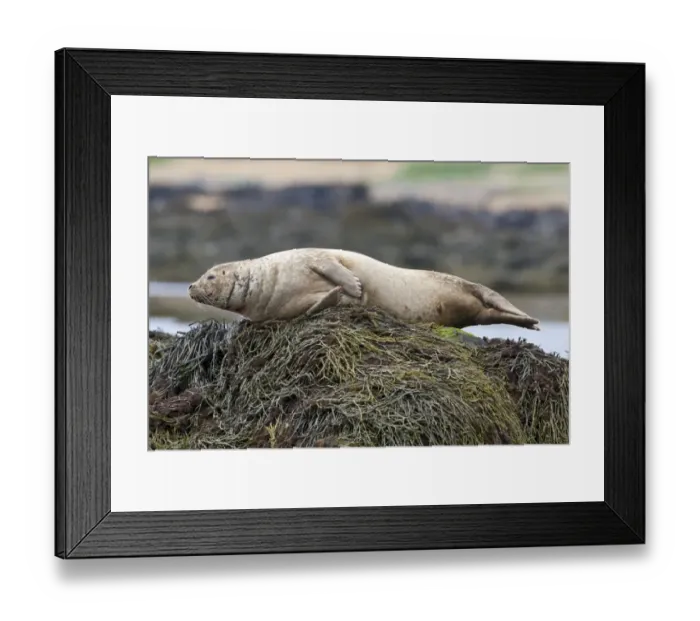 Framed Print : Harbor or Harbour Seal -Phoca vitulina-, Snaefellsnes, Snaefellsness, Iceland, Europe Framed Print : Harbor or Harbour Seal -Phoca vitulina-, Snaefellsnes, Snaefellsness, Iceland, Europe
