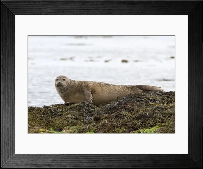 Framed Print : Harbor or Harbour Seal -Phoca vitulina-, Snaefellsnes, Snaefellsness, Iceland, Europe Framed Print : Harbor or Harbour Seal -Phoca vitulina-, Snaefellsnes, Snaefellsness, Iceland, Europe