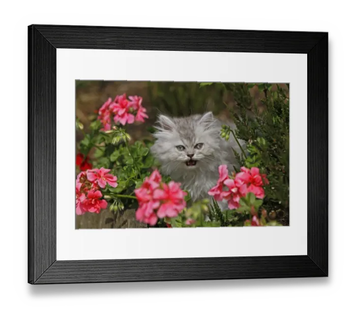 Framed Print : Young Persian cat in pink flowers, Germany Framed Print : Young Persian cat in pink flowers, Germany