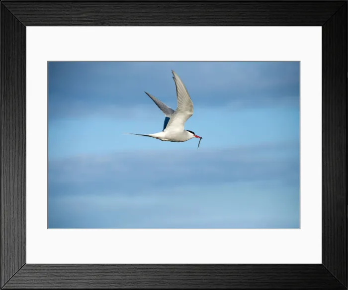 Framed Print : Arctic Tern -Sterna paradisaea- in flight, Snaefellsnes, Iceland Framed Print : Arctic Tern -Sterna paradisaea- in flight, Snaefellsnes, Iceland