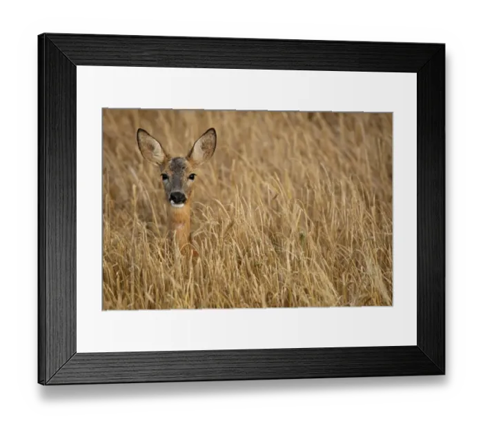Framed Print : Roe deer -Capreolus capreolus- in a barley field, Allgaeu, Bavaria, Germany, Europe Framed Print : Roe deer -Capreolus capreolus- in a barley field, Allgaeu, Bavaria, Germany, Europe