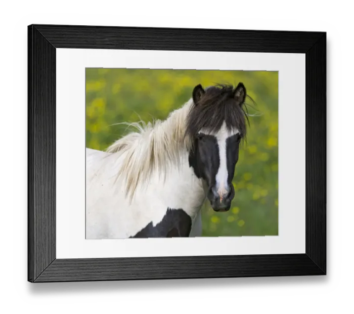 Framed Print : Icelandic horse on a flower meadow, Iceland, Europe Framed Print : Icelandic horse on a flower meadow, Iceland, Europe