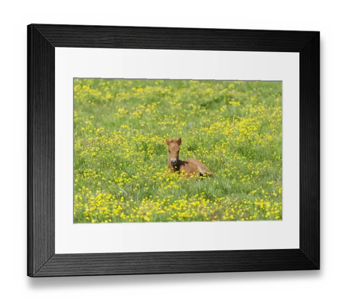 Framed Print : Young Icelandic horse, foal resting on a flower meadow, Iceland, Europe Framed Print : Young Icelandic horse, foal resting on a flower meadow, Iceland, Europe