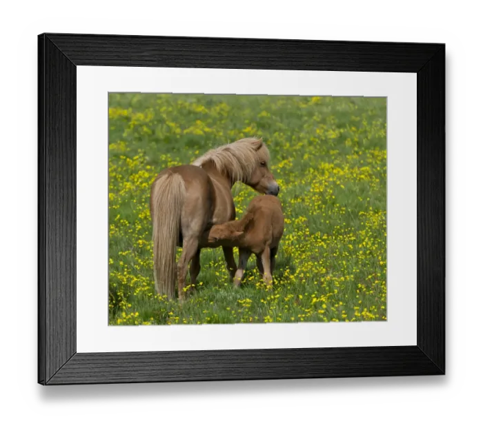 Framed Print : Icelandic horses, mare and foal suckling, Iceland, Europe Framed Print : Icelandic horses, mare and foal suckling, Iceland, Europe