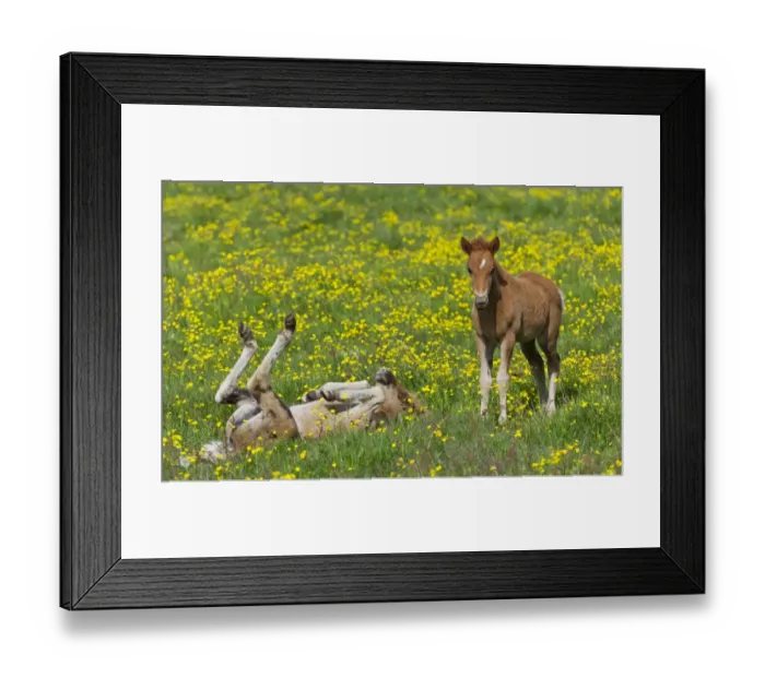 Framed Print : Young Icelandic horses, foals, on a flower meadow, Iceland, Europe Framed Print : Young Icelandic horses, foals, on a flower meadow, Iceland, Europe