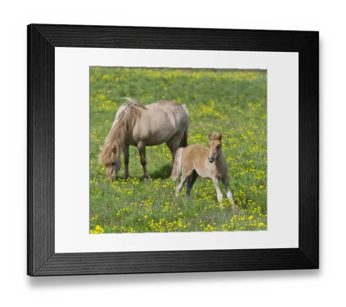Framed Print : Icelandic horses on a flower meadow, Iceland, Europe