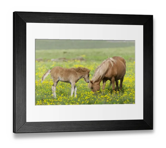 Framed Print : Icelandic horse with a foal on a flower meadow, Iceland, Europe Framed Print : Icelandic horse with a foal on a flower meadow, Iceland, Europe