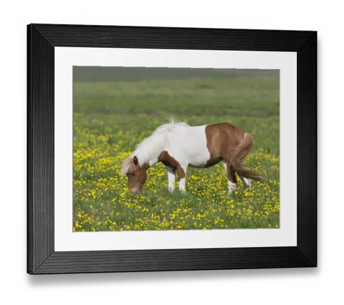 Framed Print : Icelandic horse on a flower meadow, Iceland, Europe Framed Print : Icelandic horse on a flower meadow, Iceland, Europe