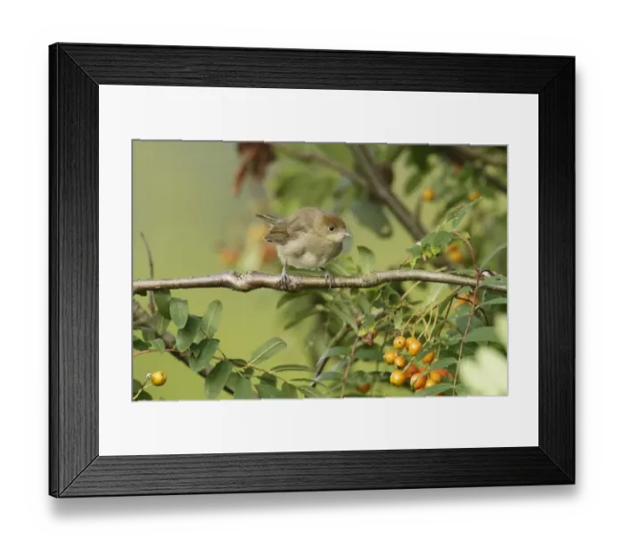 Framed Print : Blackcap -Sylvia atricapilla-, young bird perched on tree branch, waiting to be fed Framed Print : Blackcap -Sylvia atricapilla-, young bird perched on tree branch, waiting to be fed