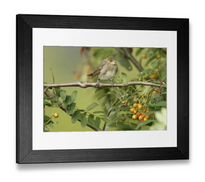 Framed Print : Blackcap -Sylvia atricapilla-, young bird perched on tree branch, waiting to be fed Framed Print : Blackcap -Sylvia atricapilla-, young bird perched on tree branch, waiting to be fed