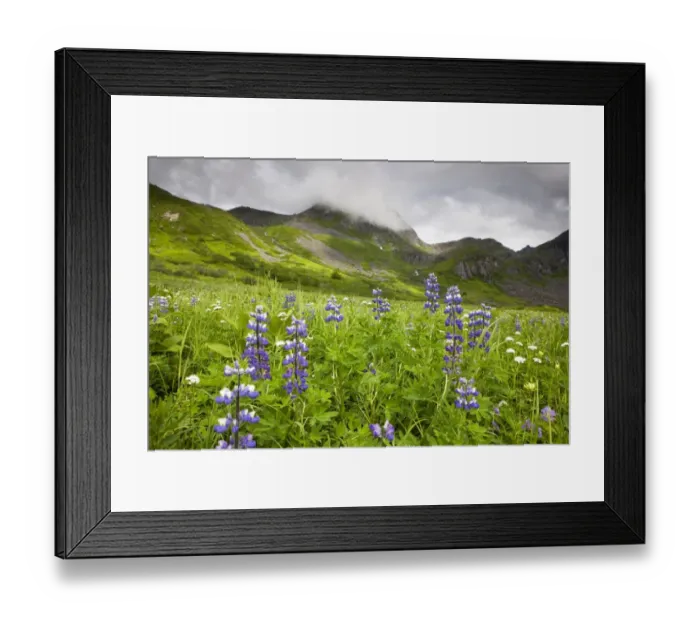 Framed Print : Wildflower meadow in the Talkeetna Mountains, Alaska, USA, North America Framed Print : Wildflower meadow in the Talkeetna Mountains, Alaska, USA, North America
