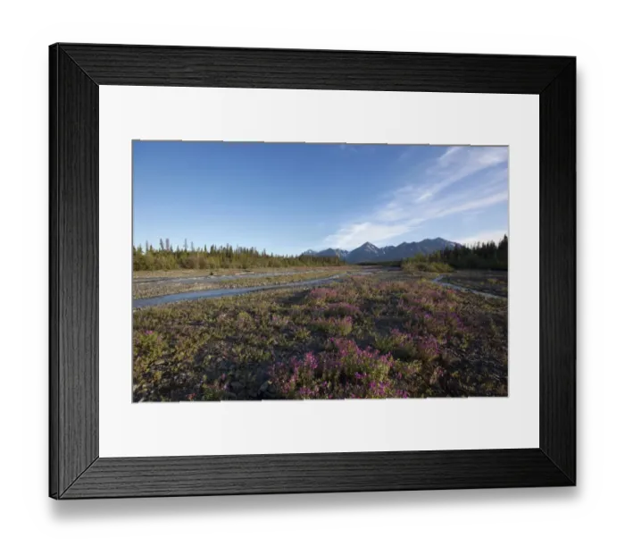 Framed Print : Blooming Broad-leaved Willowherb -Epilobium montanum- near subalpine creek, St. Elias Mountains behind, Kluane National Park and Reserve, Yukon Territory, Canada Framed Print : Blooming Broad-leaved Willowherb -Epilobium montanum- near subalpine creek, St. Elias Mountains behind, Kluane National Park and Reserve, Yukon Territory, Canada