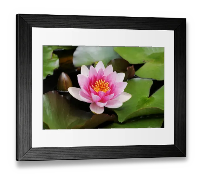 Framed Print : Water Lily -Nymphaea-, Seleger Moor, Rifferswil, Zurich, Switzerland, Europe Framed Print : Water Lily -Nymphaea-, Seleger Moor, Rifferswil, Zurich, Switzerland, Europe