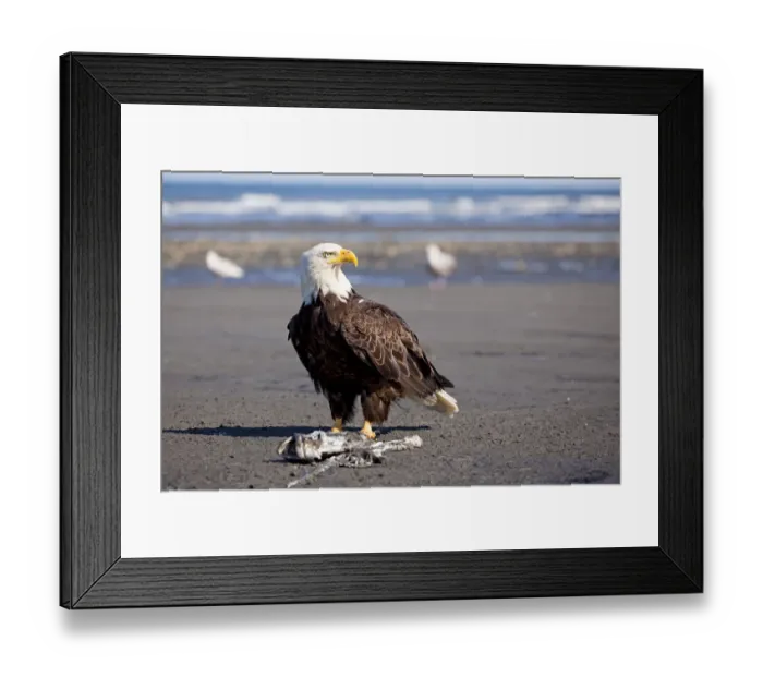 Framed Print : Bald Eagle -Haliaeetus leucocephalus- on the beach at Anchor Point on the Cook Inlet, Kenai Peninsula, Alaska, USA Framed Print : Bald Eagle -Haliaeetus leucocephalus- on the beach at Anchor Point on the Cook Inlet, Kenai Peninsula, Alaska, USA