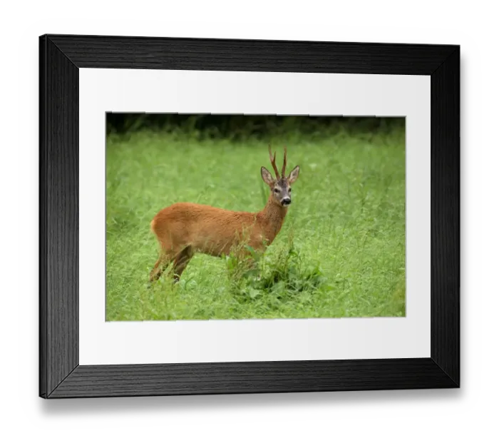 Framed Print : Roebuck -Capreolus capreolus- in the red summer coat, Allgaeu, Bavaria, Germany, Europe Framed Print : Roebuck -Capreolus capreolus- in the red summer coat, Allgaeu, Bavaria, Germany, Europe