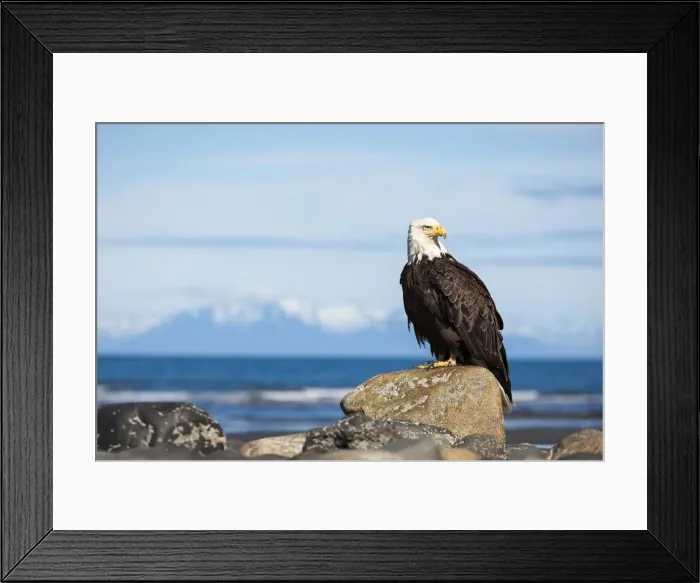Framed Print : Bald Eagle -Haliaeetus leucocephalus- on the beach of Anchor Point, Kenai Peninsula, Alaska, United States Framed Print : Bald Eagle -Haliaeetus leucocephalus- on the beach of Anchor Point, Kenai Peninsula, Alaska, United States