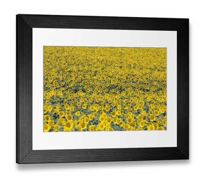 Framed Print : Sunflower field, Common sunflowers -Helianthus annuus- Framed Print : Sunflower field, Common sunflowers -Helianthus annuus-