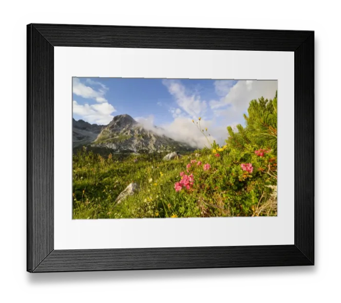 Framed Print : Hairy Alpenrose -Rhododendron hirsutum-, Karwendel mountains, Tyrol, Austria, Europe Framed Print : Hairy Alpenrose -Rhododendron hirsutum-, Karwendel mountains, Tyrol, Austria, Europe
