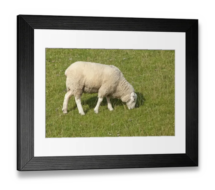 Framed Print : Sheep on dike, Strucklahnungshoern, Nordstrand, North Friesland, Schleswig-Holstein, Germany, Europe Framed Print : Sheep on dike, Strucklahnungshoern, Nordstrand, North Friesland, Schleswig-Holstein, Germany, Europe