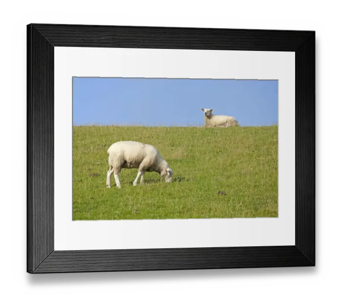 Framed Print : Sheep on dike, Strucklahnungshoern, Nordstrand, North Friesland, Schleswig-Holstein, Germany, Europe