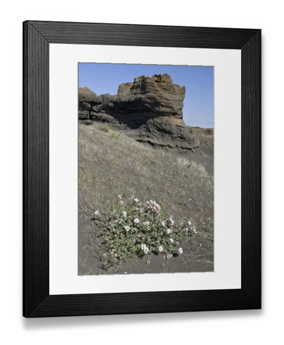 Framed Print : Sea campion -Silene uniflora Roth- and sandstone rock formations, Joekulsargljufur National Park, Iceland, Europe Framed Print : Sea campion -Silene uniflora Roth- and sandstone rock formations, Joekulsargljufur National Park, Iceland, Europe