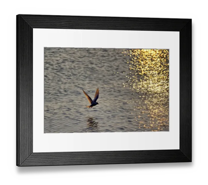 Framed Print : Arctic Tern -Sterna paradisaea-, Kopasker, Iceland, Europe Framed Print : Arctic Tern -Sterna paradisaea-, Kopasker, Iceland, Europe
