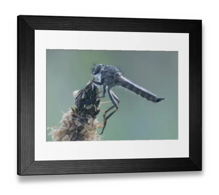 Framed Print : Kite-tailed Robber Fly -Tolmerus atricapillus-, Haren, Emsland region, Lower Saxony, Germany, Europe Framed Print : Kite-tailed Robber Fly -Tolmerus atricapillus-, Haren, Emsland region, Lower Saxony, Germany, Europe