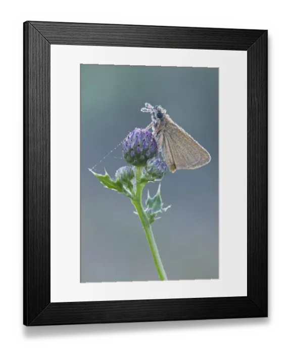 Framed Print : Small Skipper -Thymelicus sylvestris-, Haren, Emsland region, Lower Saxony, Germany, Europe Framed Print : Small Skipper -Thymelicus sylvestris-, Haren, Emsland region, Lower Saxony, Germany, Europe